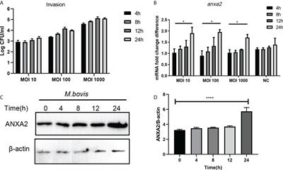 Annexin A2 regulates Mycoplasma bovis adhesion and invasion to embryo bovine lung cells affecting molecular expression essential to inflammatory response